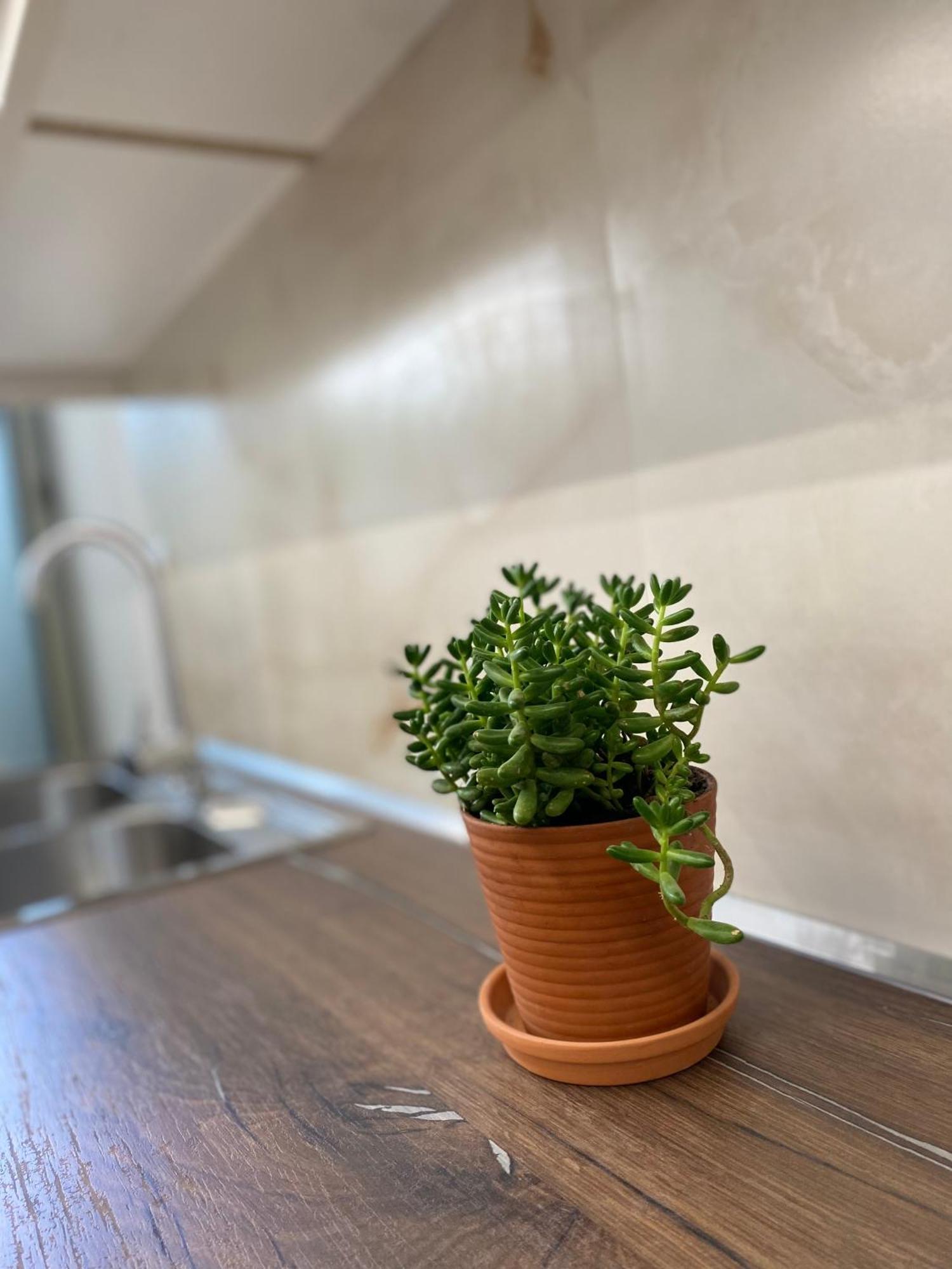 Flors Apartments Dıraç Dış mekan fotoğraf
